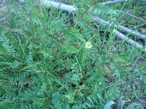 Astragalus sp. Plant